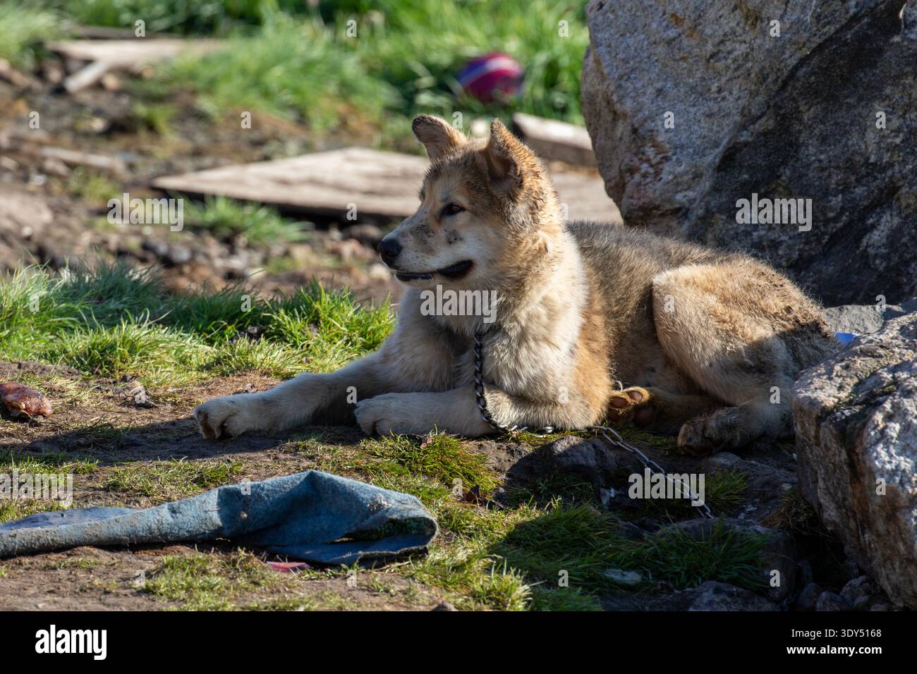 Artico, Groenlandia, Groenlandia occidentale, Kullorsuaq, cane da slitta incatenato per l'estate nel villaggio natale Foto Stock