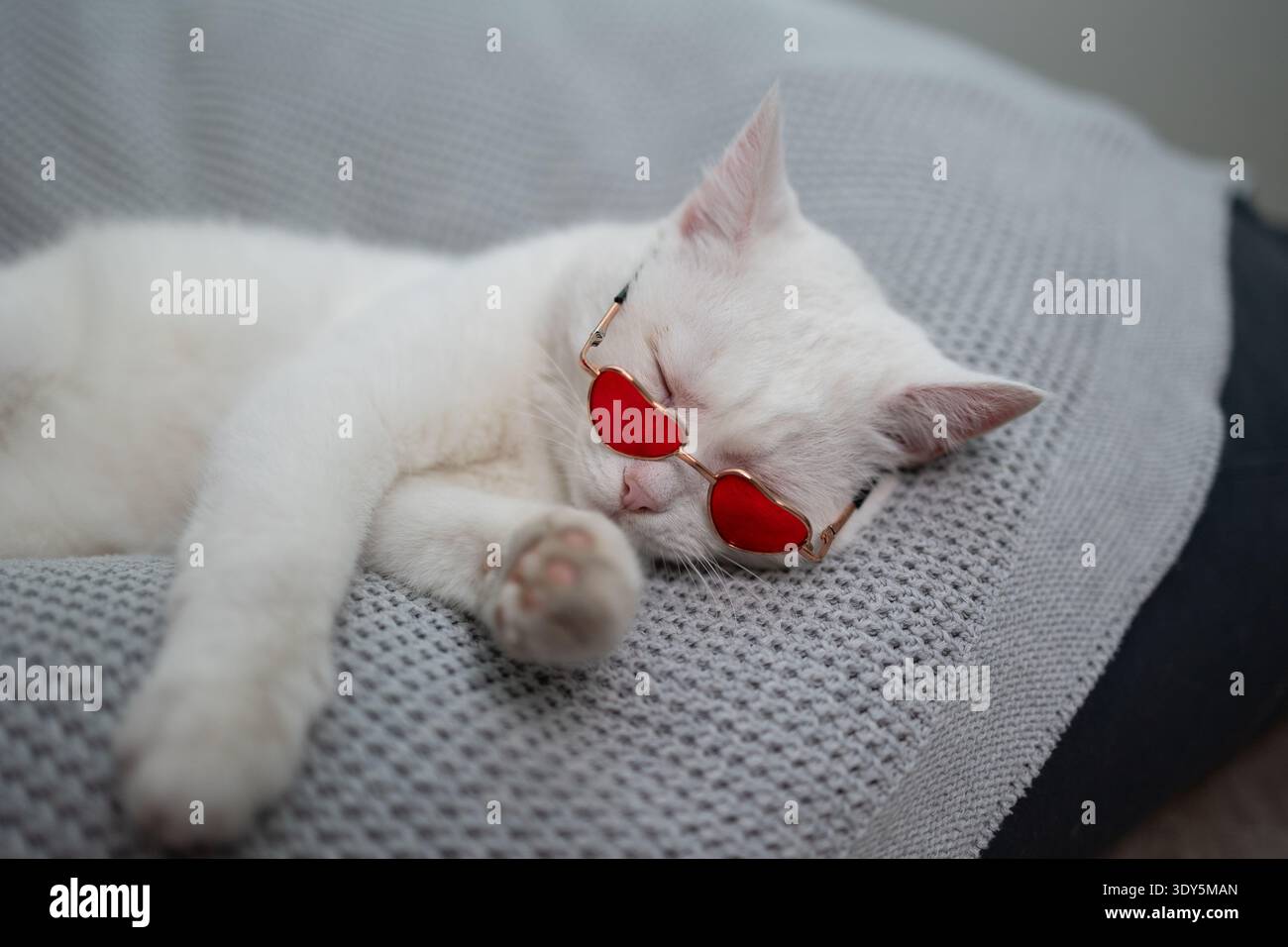 Un simpatico e soffice gatto bianco che indossa incantevoli occhiali da sole a forma di cuore si nuota tranquillamente su una coperta accogliente per celebrare San Valentino. Foto Stock