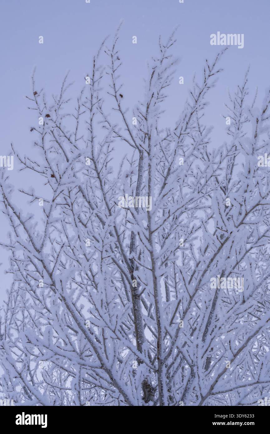 Rami d'albero ricoperti da cristalli di ghiaccio e ghiaccio nel paesaggio invernale Foto Stock