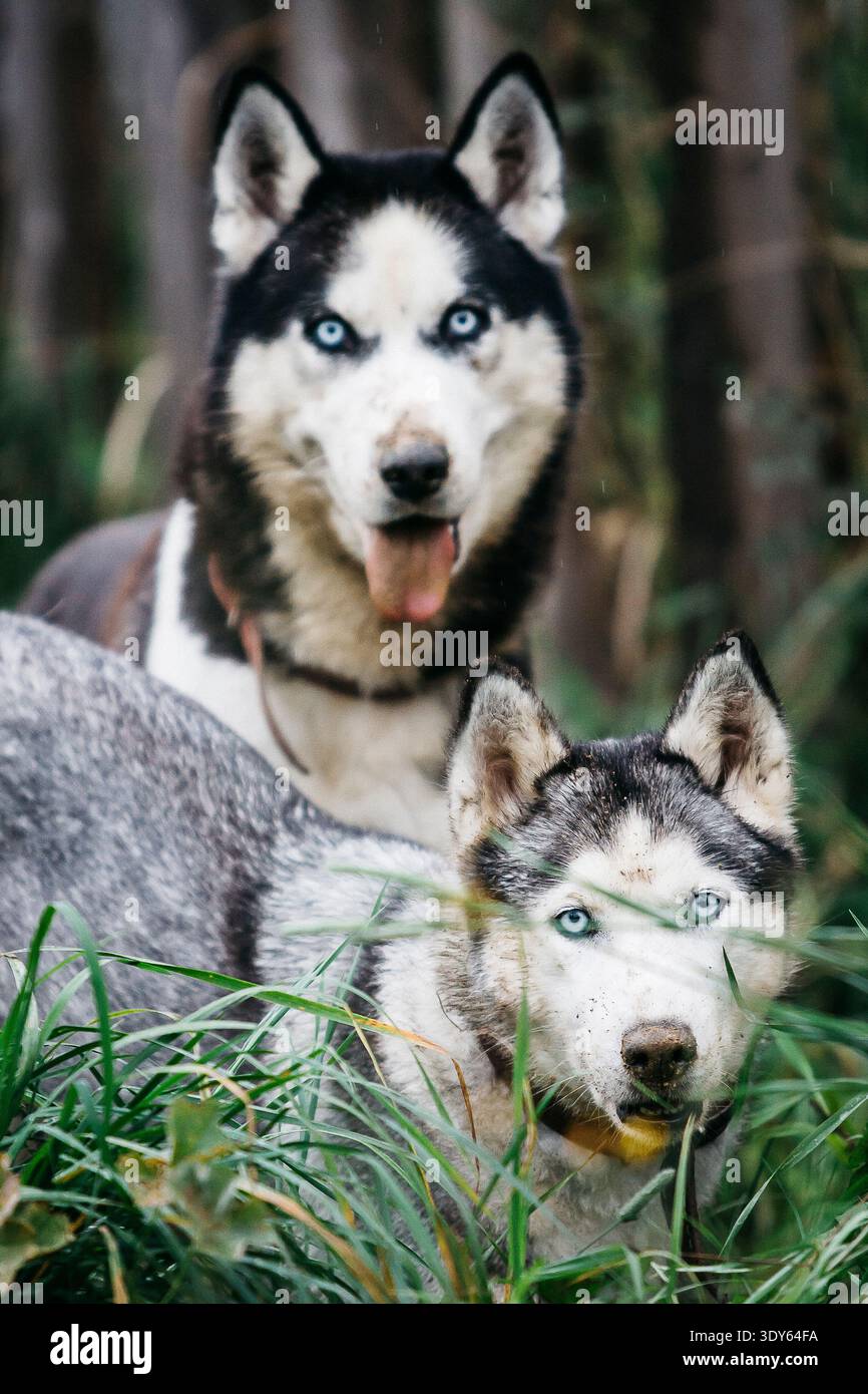 Due cani Husky siberiani con gli occhi blu seduti insieme all'aperto Foto Stock