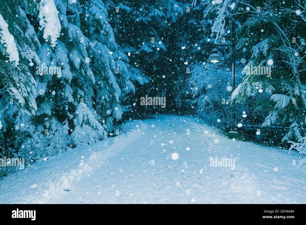 Vista del sentiero innevato attraverso la foresta con neve che cade Foto Stock