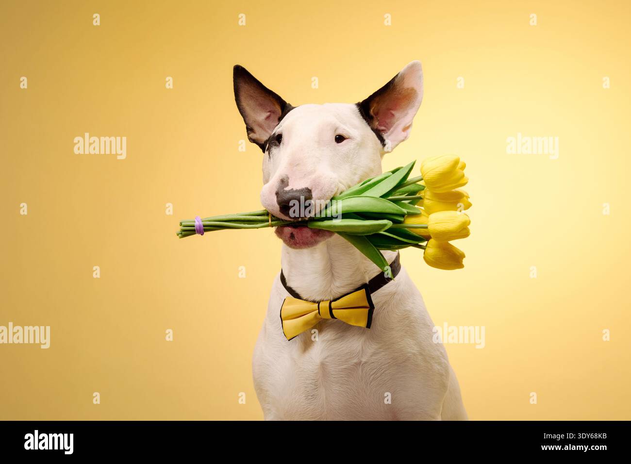 Un Bull Terrier bianco tiene i tulipani in bocca mentre indossa un papillon giallo, su uno sfondo giallo brillante. La composizione vibrante Foto Stock