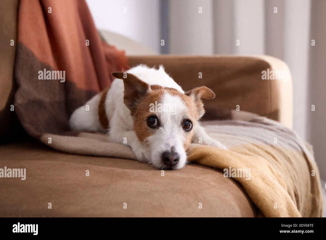 La testa di cane Jack Russell giace sulle zampe, circondata da tonalità calde e accoglienti. Foto Stock