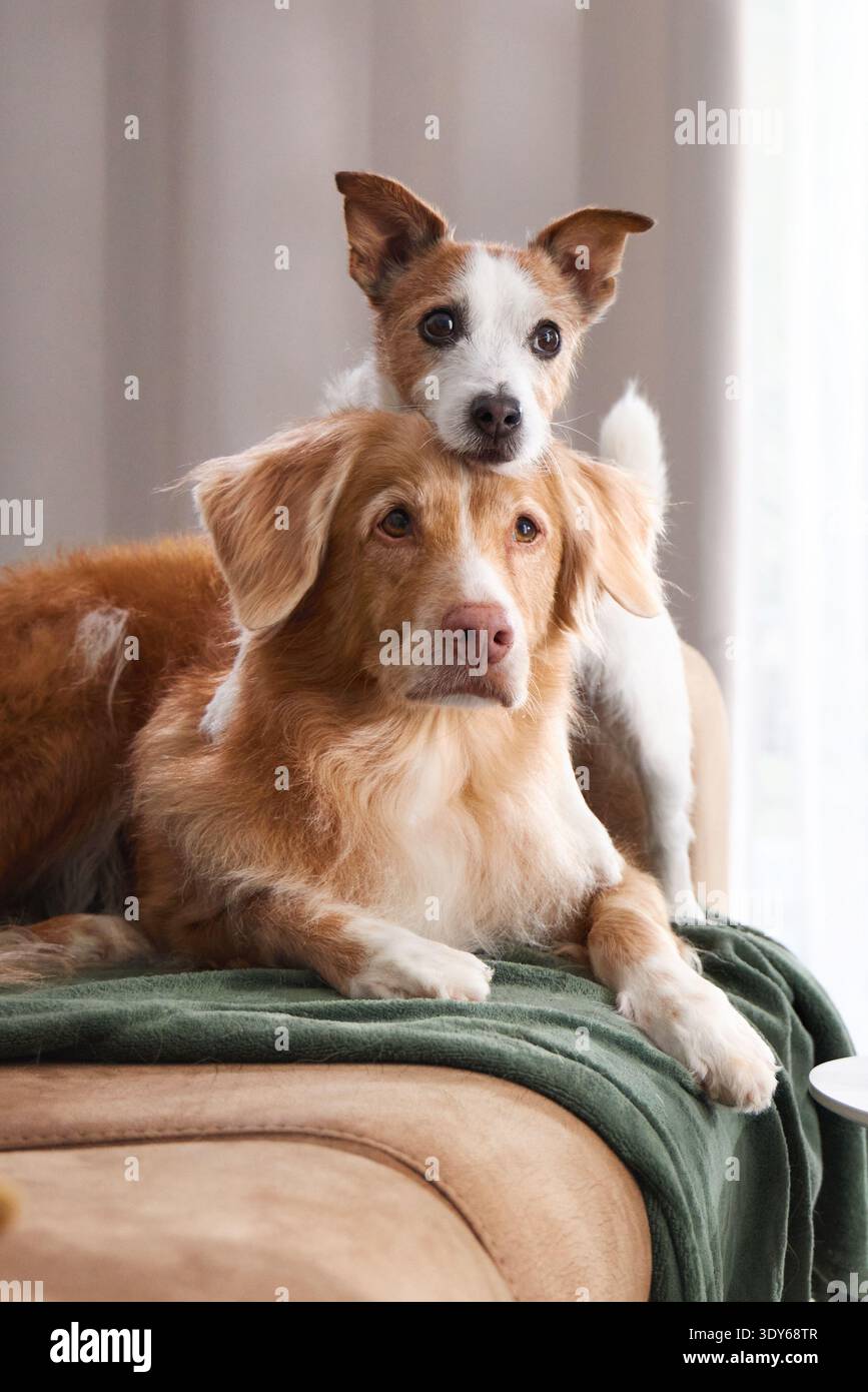 Due cani si coccolano vicino su una superficie beige con una morbida coperta verde sotto di loro. Foto Stock