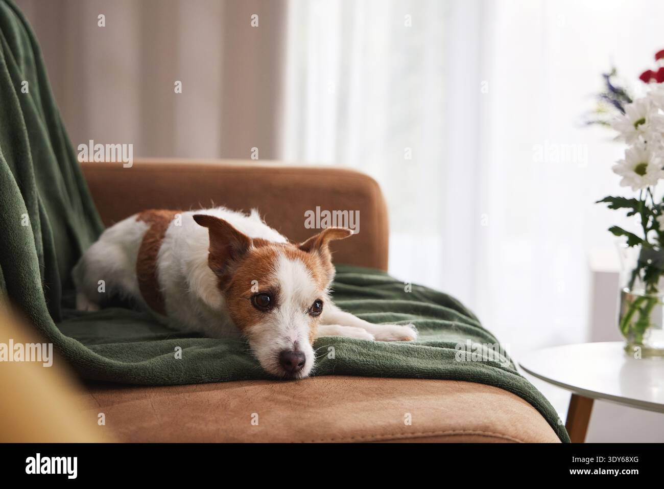 Jack Russell Terrier su un divano che sembra vigile con le orecchie. L'ambiente casalingo e la disposizione dei fiori creano un caldo ambiente interno. Foto Stock