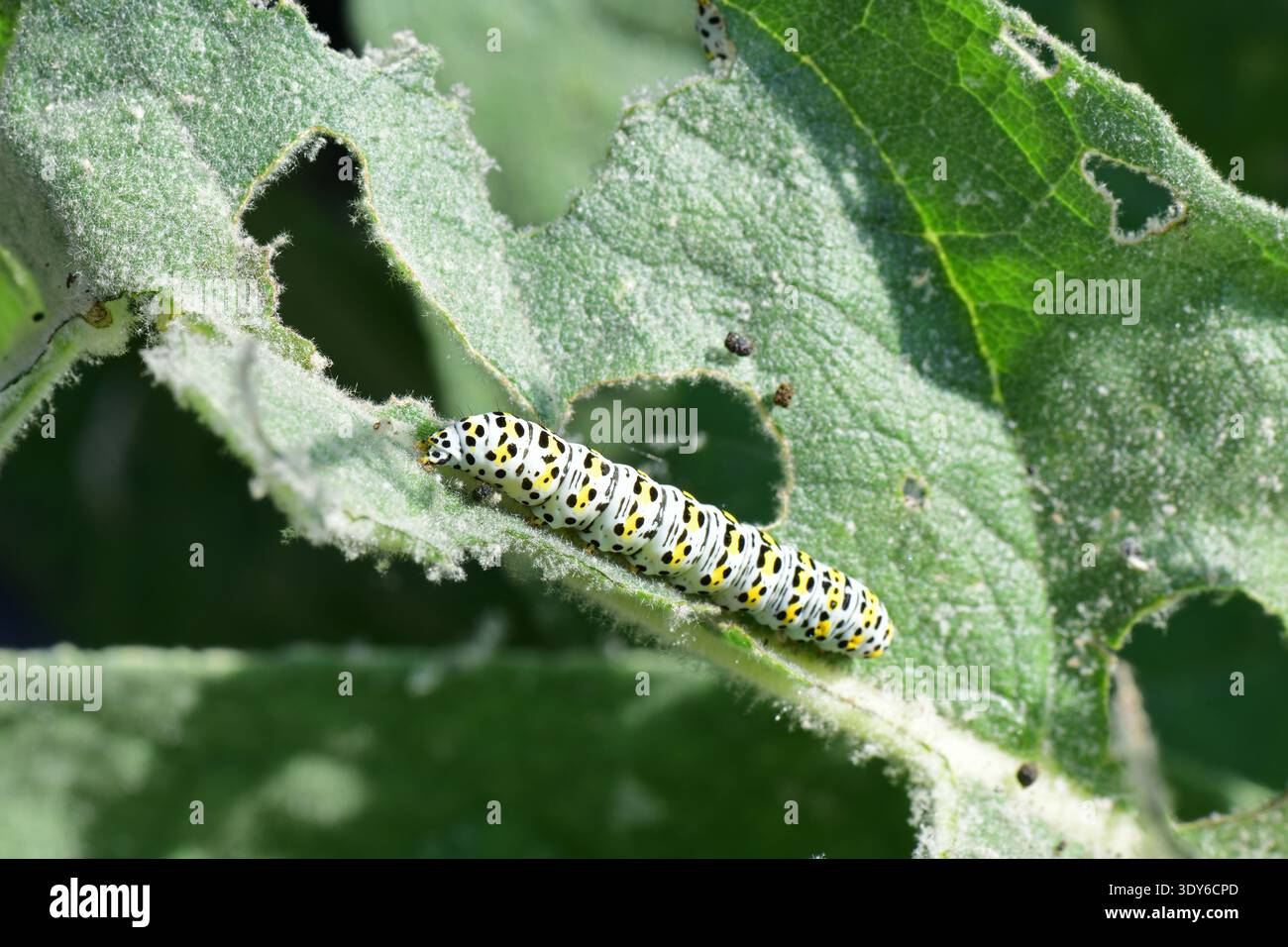 mullein falena caterpillars mangiando la pianta di mulleina yorkshire regno unito Foto Stock