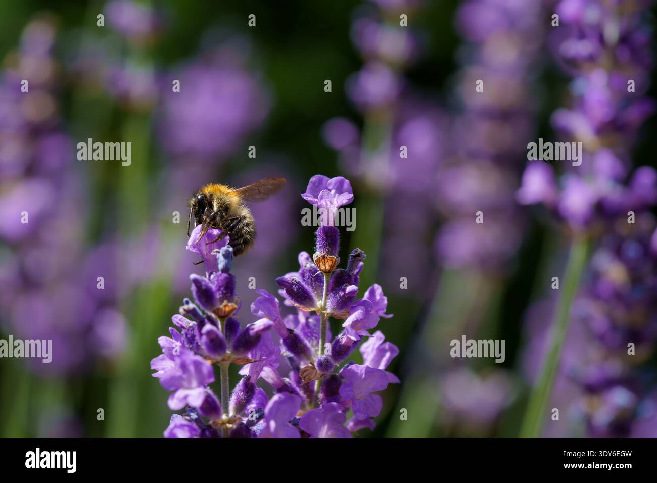 Bumblebee che raccoglie il nettare sul fiore della lavanda Foto Stock