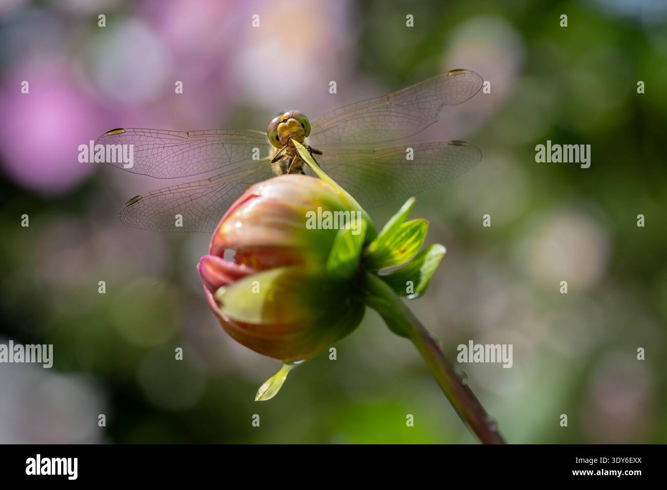 Dragonfly arroccata sul bocciolo di fiori di Dahlia Foto Stock