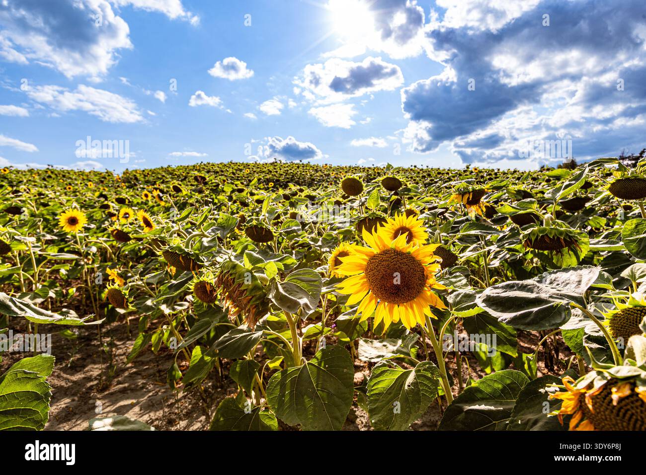Un'ampia vista di un campo di girasole illuminato dalla luce del sole che attraversa un cielo parzialmente nuvoloso. Foto Stock