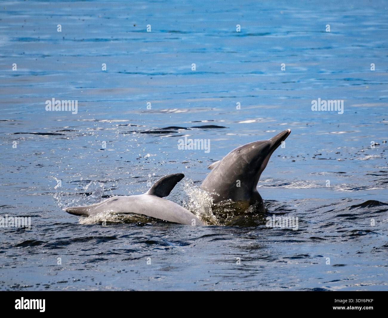 Due giovani delfini Tucuxi giocano nell'acqua del Nauta Creek in Perù durante una giornata di sole Foto Stock