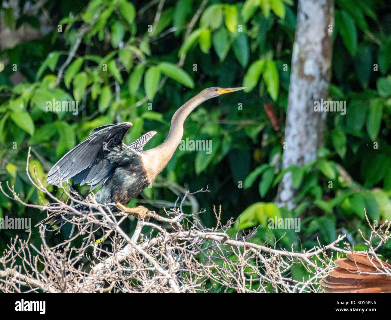 Anhinga adulta appollaiato su un ramo d'albero vicino all'acqua nella regione di Loreto in Perù Foto Stock