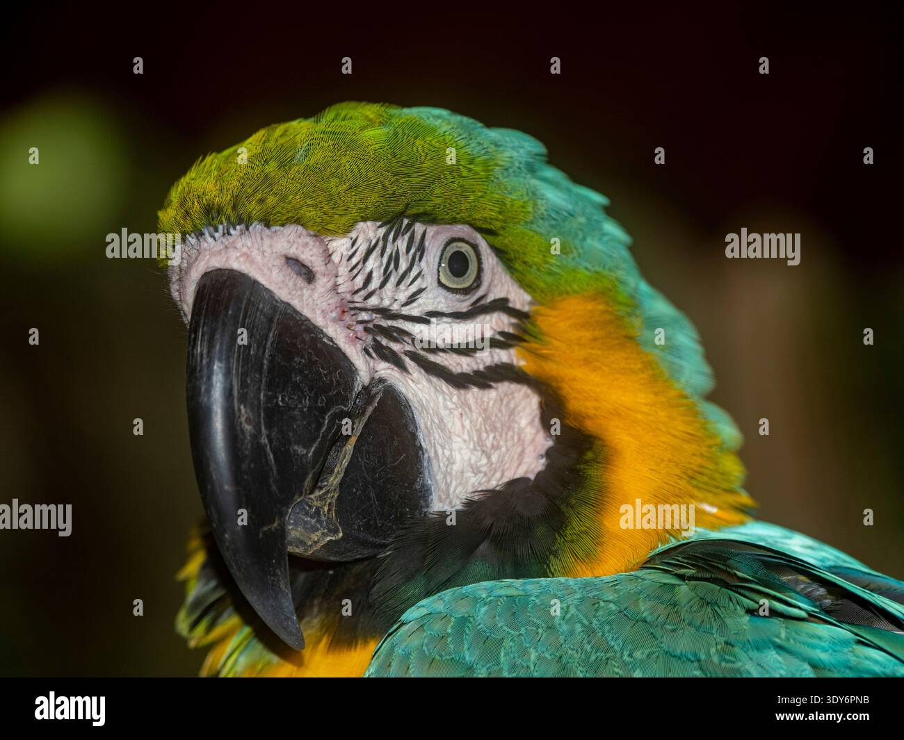 Macaw blu e giallo catturati al Dallas Rescue Center vicino a Iquitos in Perù Foto Stock