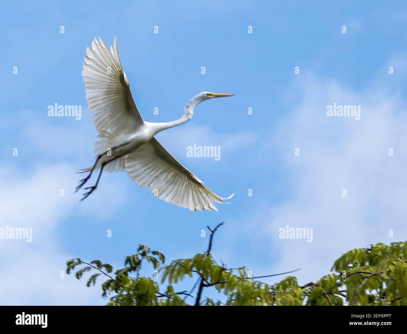La grande egretta prende il volo da un albero nella foresta pluviale del Perù con le ali spalancate Foto Stock