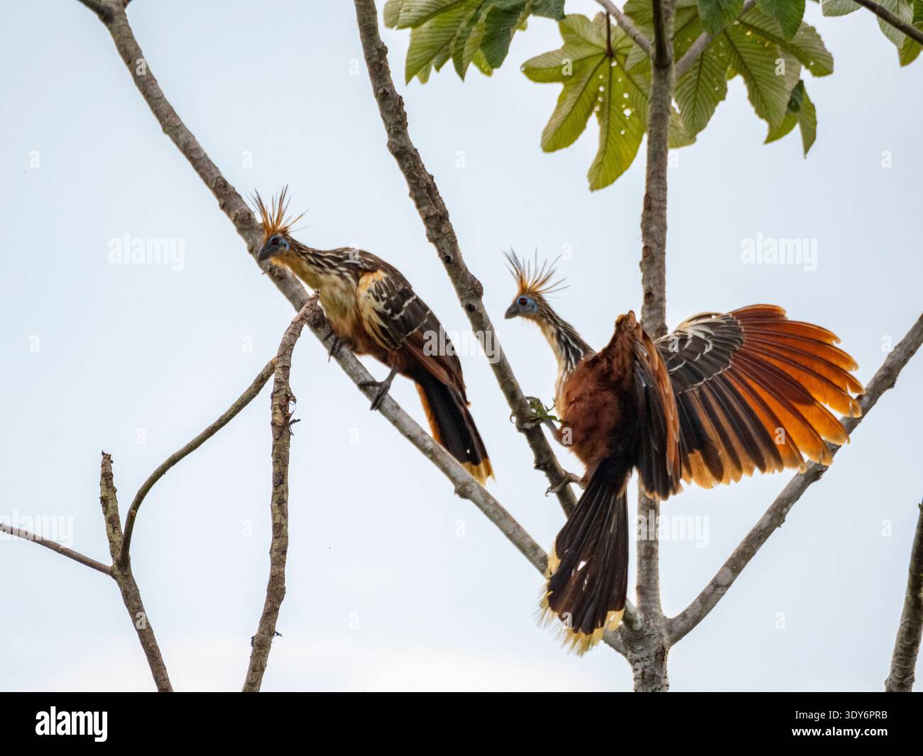 Gli hoatzins adulti si aprono sui rami degli alberi nella riserva Pacaya Samiria in Perù Foto Stock