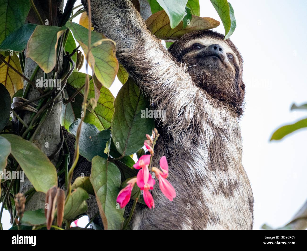 Il bradipo dalla gola marrone si arrampica tra foglie e fiori nella riserva di Pacaya Samiria, Perù Foto Stock