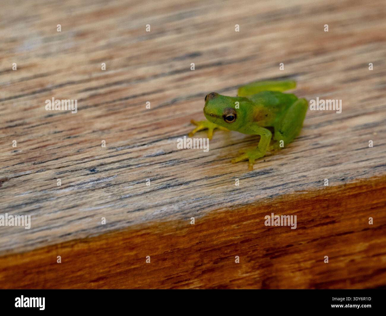 Rana di vetro nana appollaiata su una ringhiera nella riserva Pacaya Samiria del Perù Foto Stock