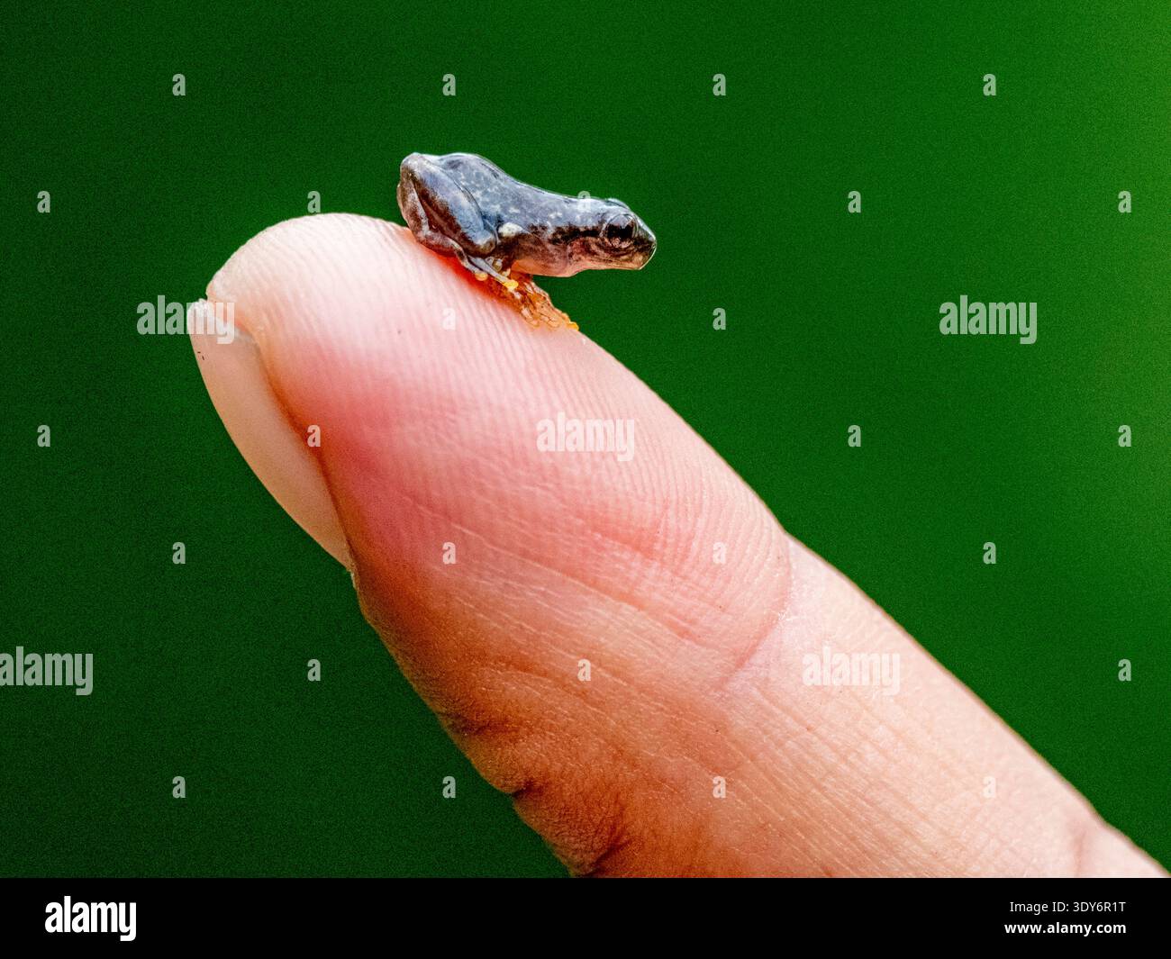 Il toadlet della foresta dipinto si trova sul dito umano mentre si trova nella riserva di Pacaya Samiria in Perù Foto Stock