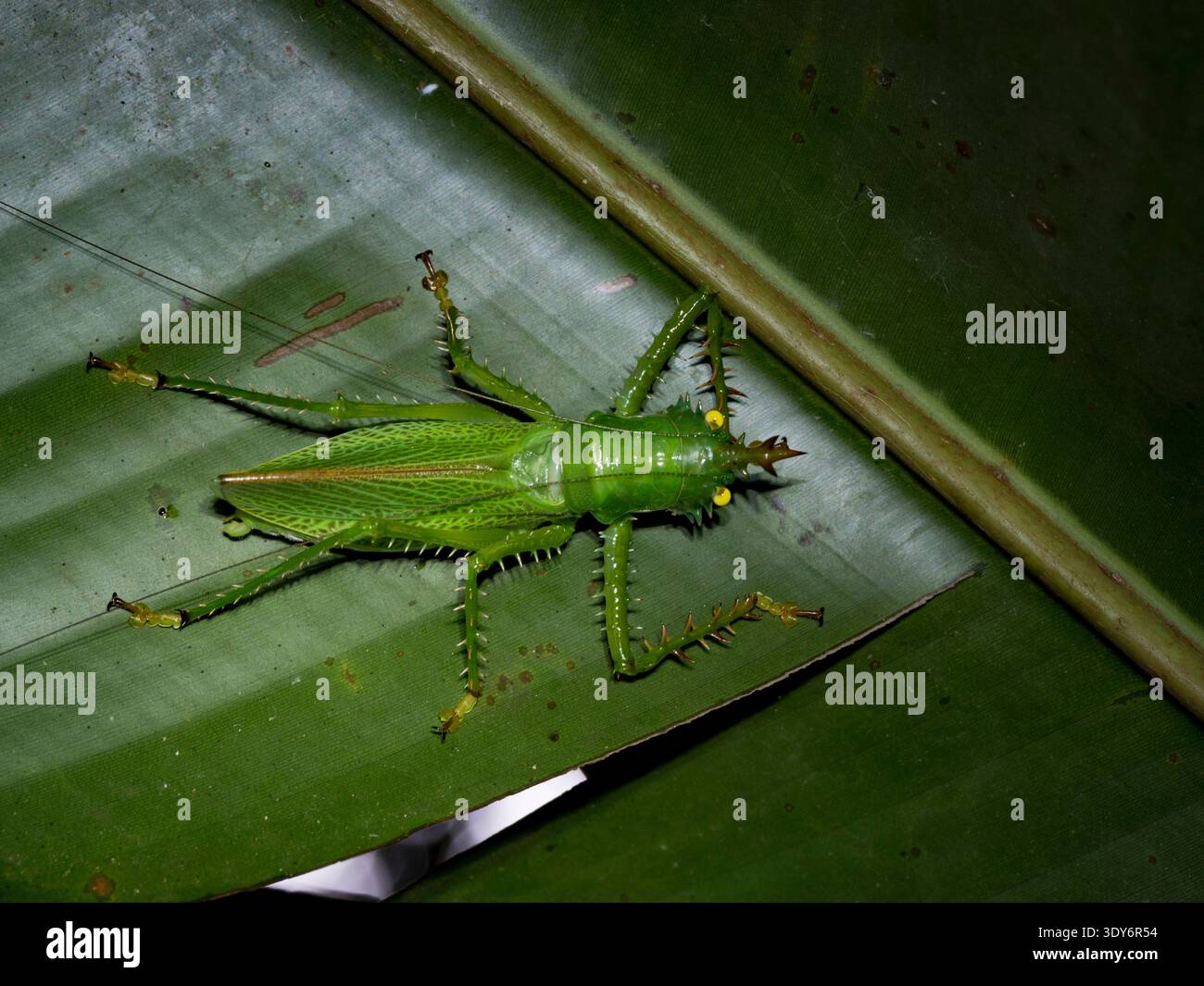 Il katydid del diavolo spinoso adulto riposa su una foglia nella riserva di Pacaya Samiria in Perù, evidenziandone le caratteristiche e l'habitat unici Foto Stock
