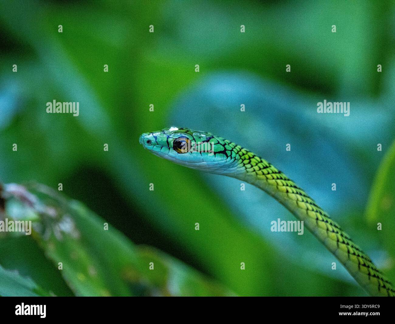 Serpente pappagallo dalla pelle nera nel verde della riserva Pacaya Samiria in Perù Foto Stock