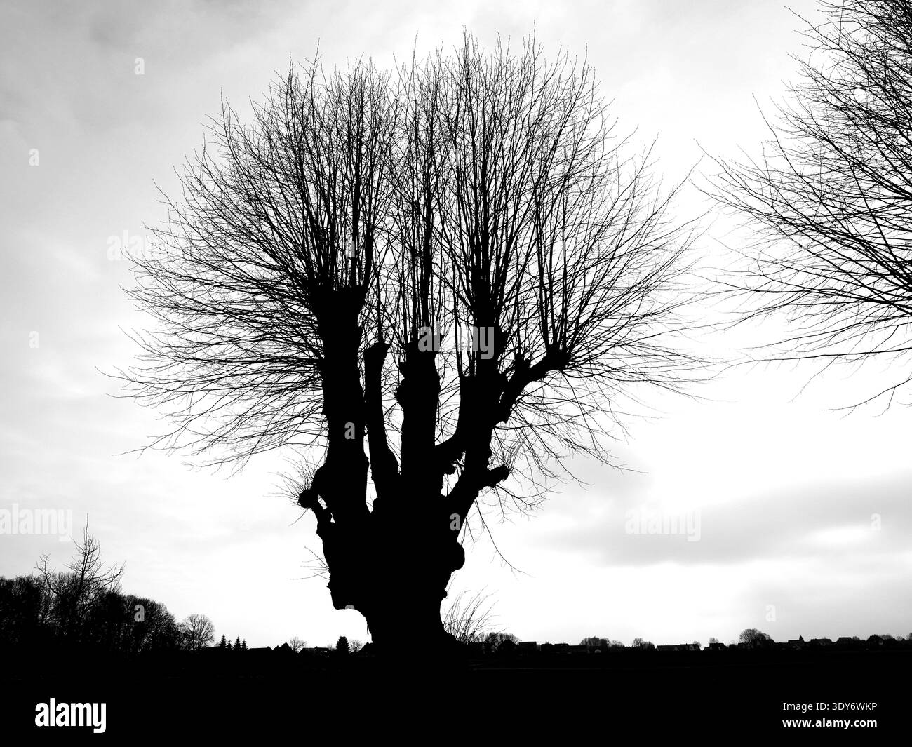Sagoma di un albero pollarded in inverno contro il cielo grigio con paesaggio lontano sullo sfondo. Foto Stock