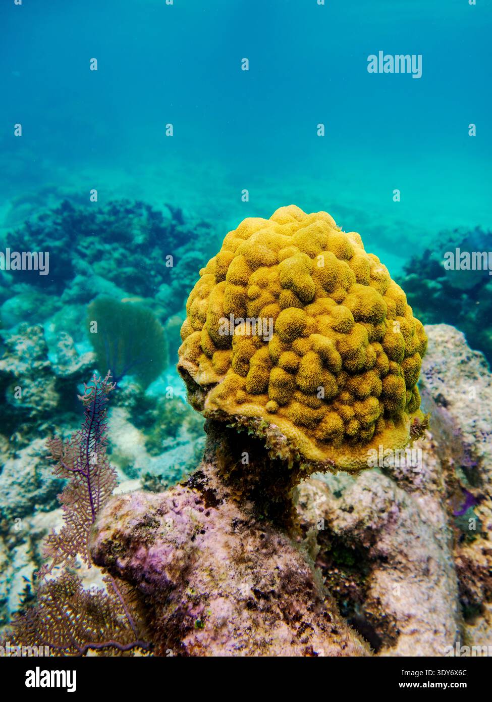 Esplora le colorate formazioni coralline durante il tour di snorkeling nella riserva marina di Hol Chan, nel distretto di Belize, nel Belize Foto Stock