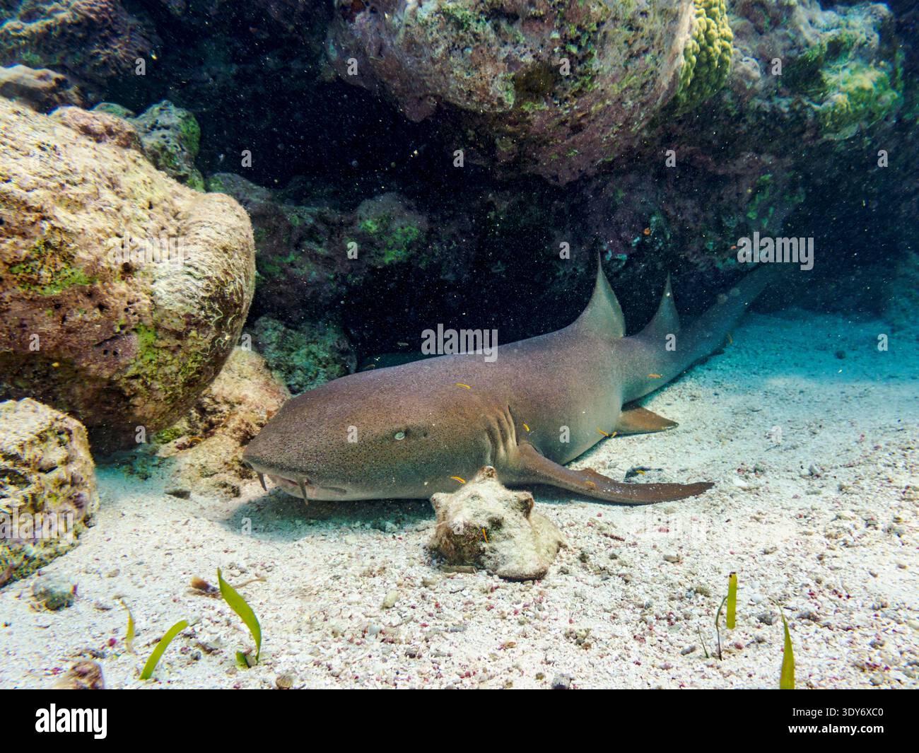 Lo squalo nutrice nuota vicino al fondo dell'oceano durante un tour di snorkeling nella riserva marina del Belize Foto Stock