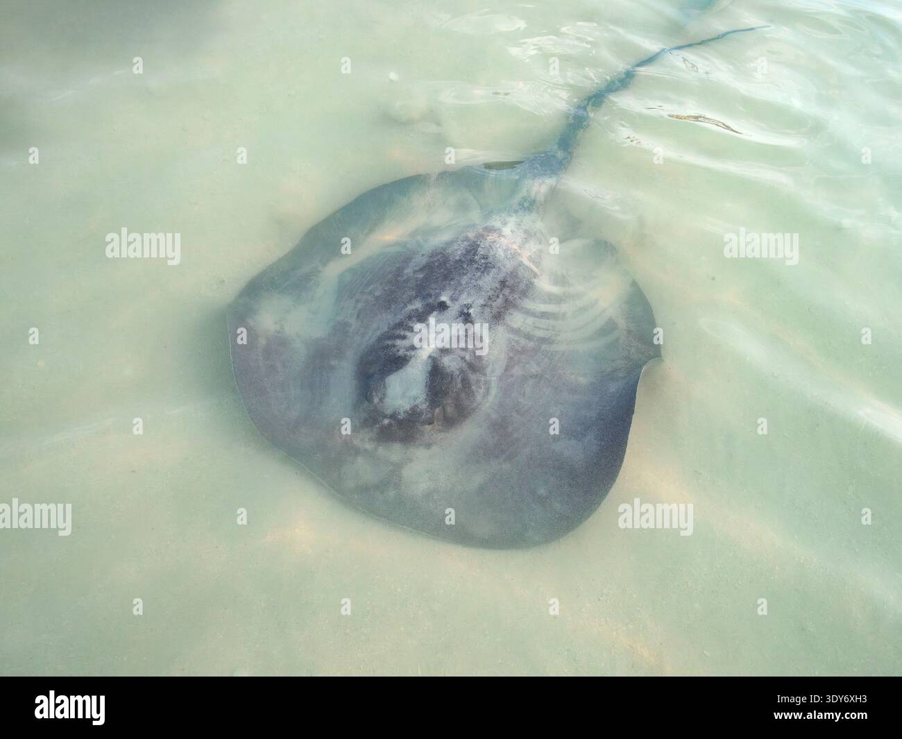 Stingray nuota in acque poco profonde a Stingray Beach a Caye Caulker, Belize durante il giorno di sole Foto Stock