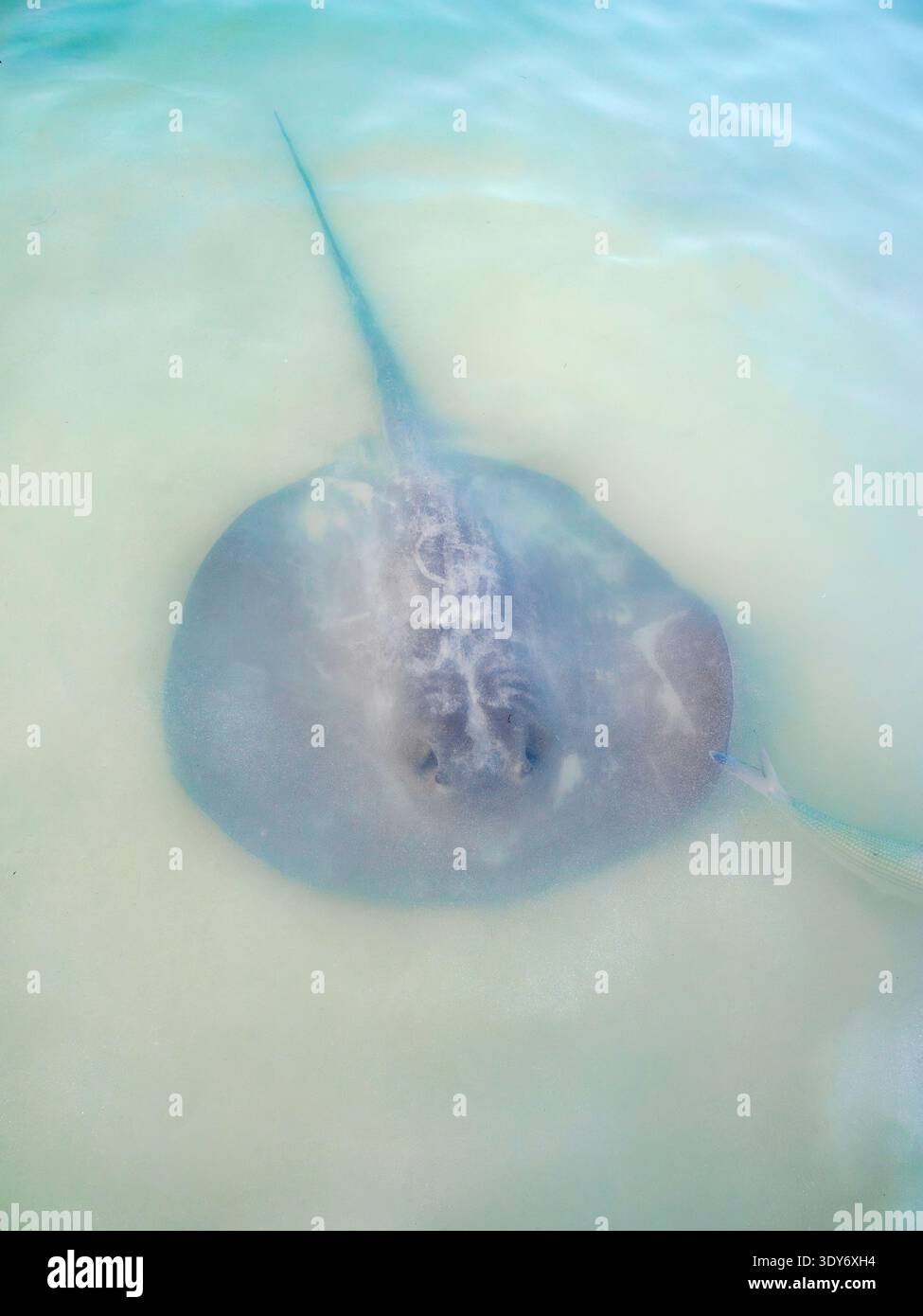 Stingray nuota in acque poco profonde a Stingray Beach a Caye Caulker, Belize durante le ore diurne Foto Stock