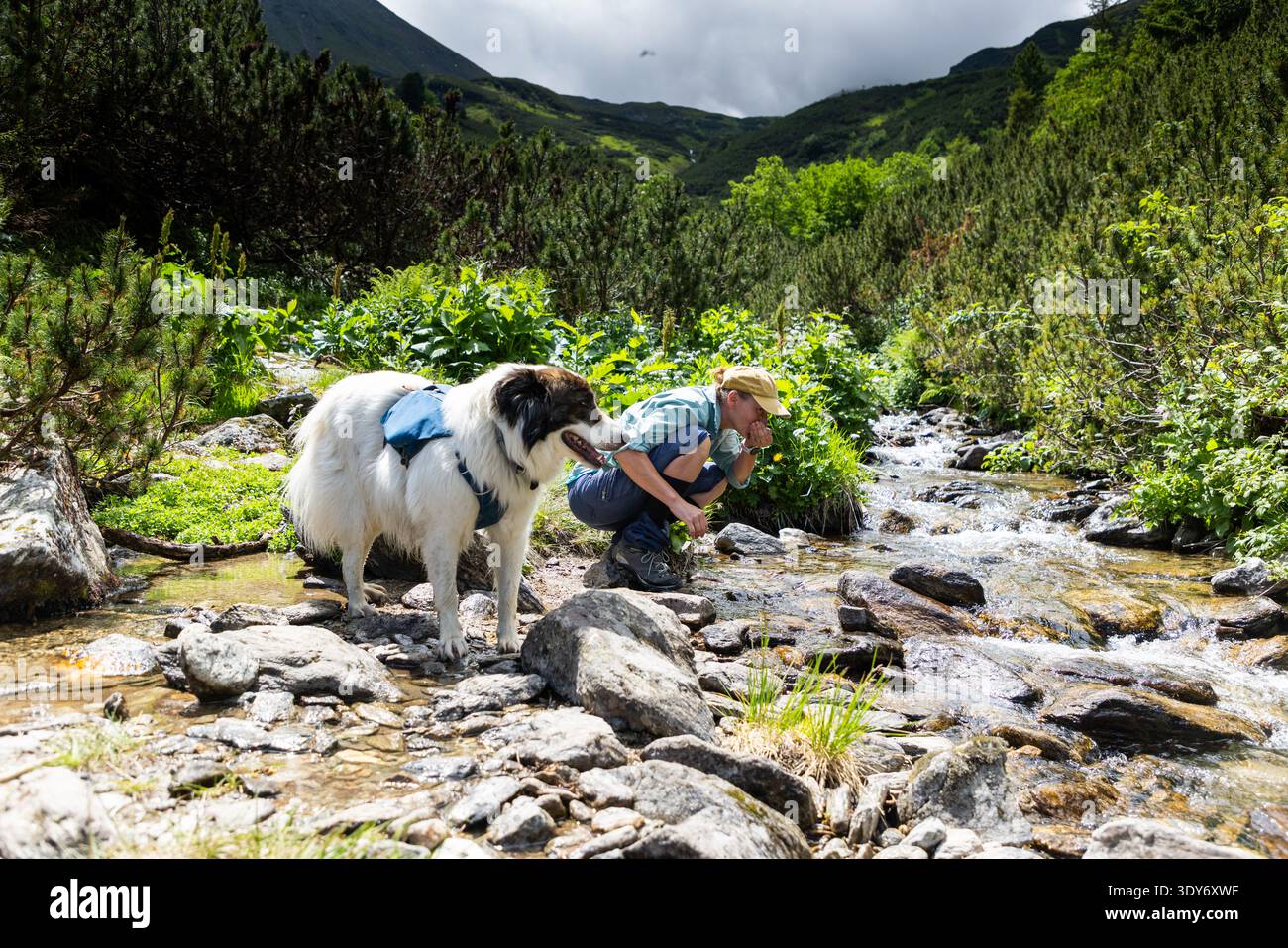 Goditi un'escursione con un cane nella natura mentre esplori i ruscelli del parco nazionale di Rodnei, in Romania, in una giornata di sole Foto Stock