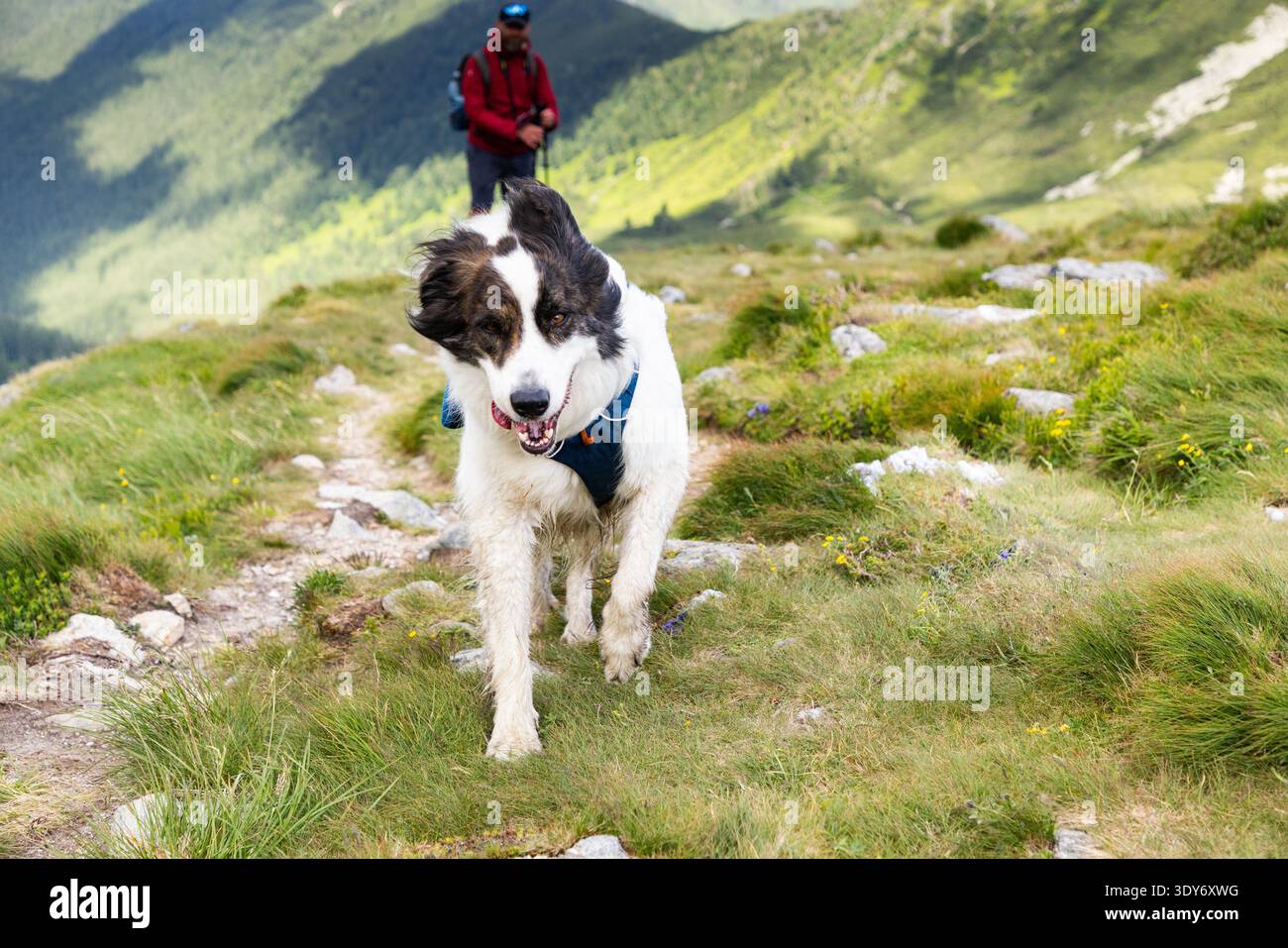 Trekking con un cane nel parco nazionale di Rodnei in Romania, mentre escursioni attraverso colline e sentieri sullo sfondo Foto Stock