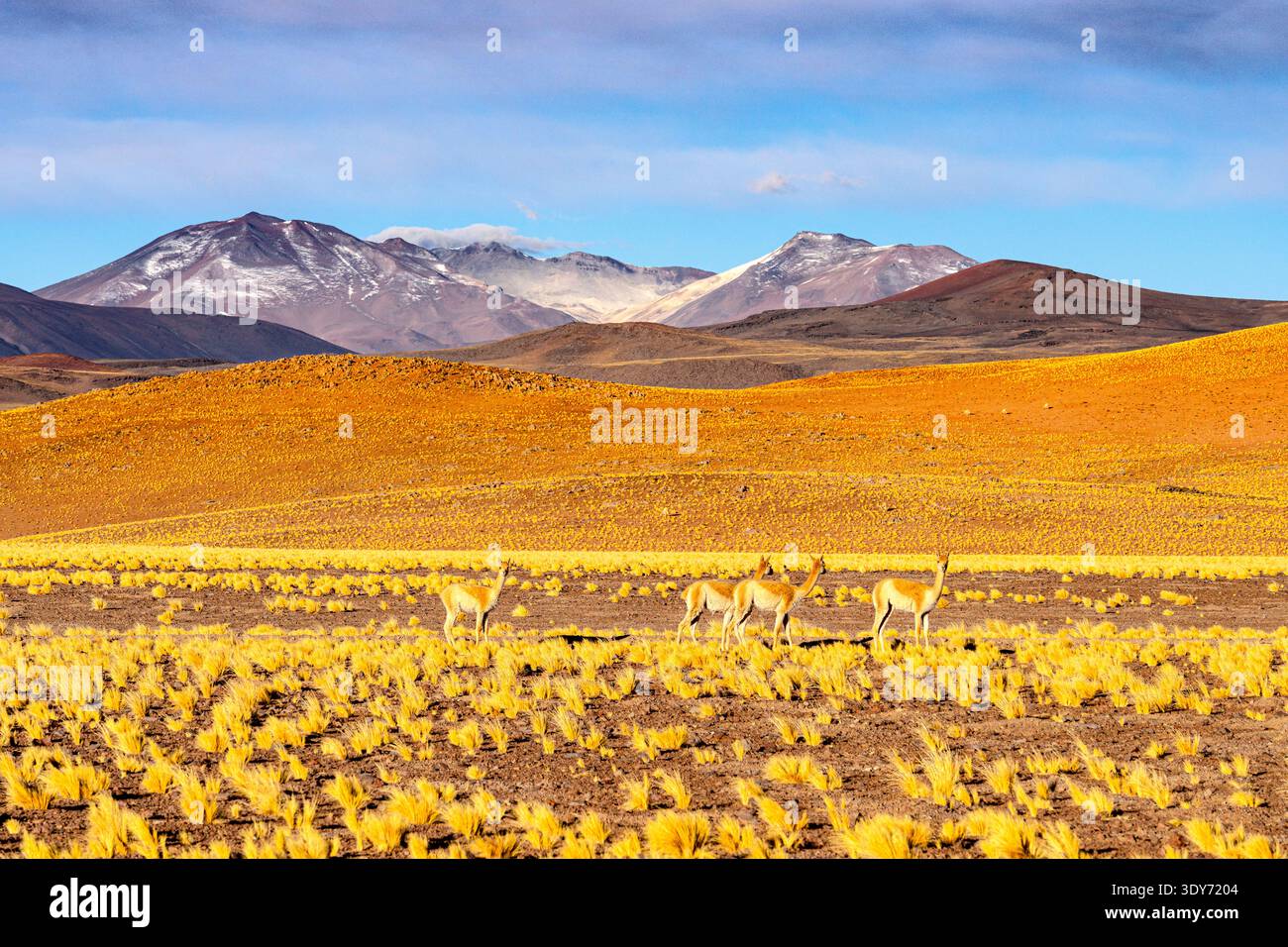 Vicuas pascolano in arbusti gialli sotto il cielo blu nella regione di Puna in Argentina durante il giorno Foto Stock