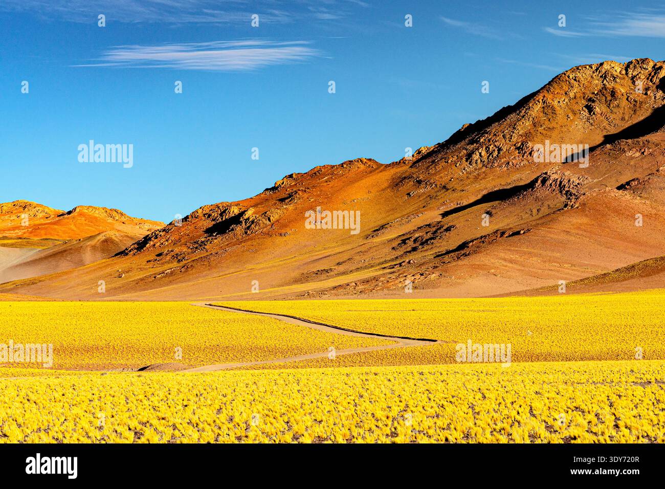 Il sentiero cammina attraverso i campi di arbusti gialli nella regione di Puna, in Argentina, con montagne sullo sfondo e cielo blu Foto Stock