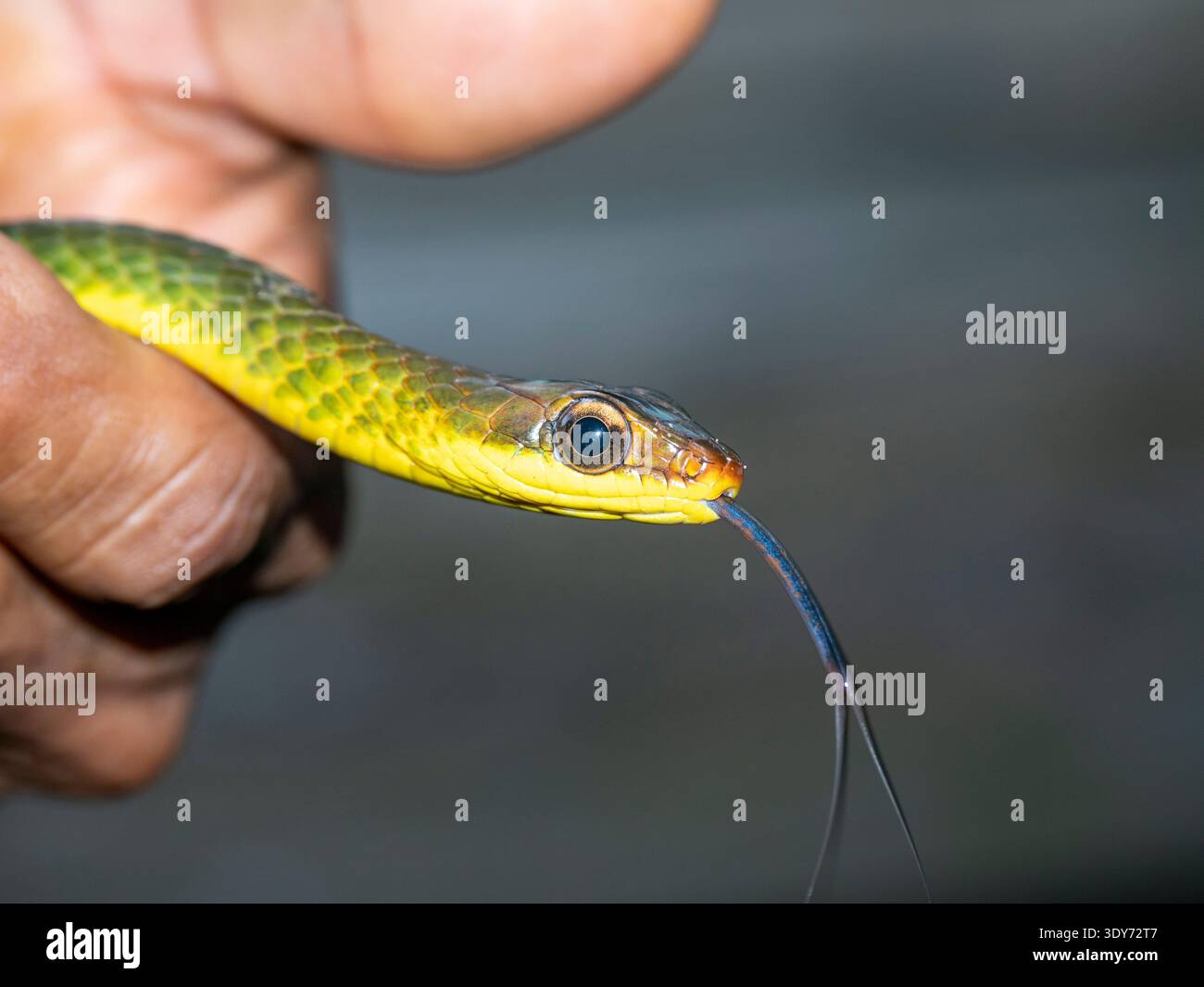 Dettaglio della testa di serpente Linneo sipo tenuto dalla guida in Perù che mostra le sue caratteristiche sul fiume Maraon Foto Stock