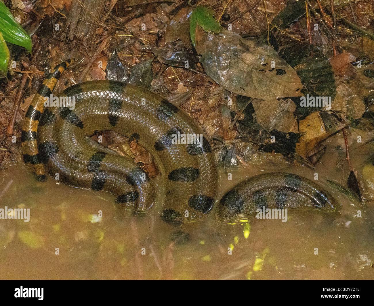 L'anaconda verde si arriccia in un torrente circondato dalla foresta pluviale nel profondo habitat naturale del Perù Foto Stock