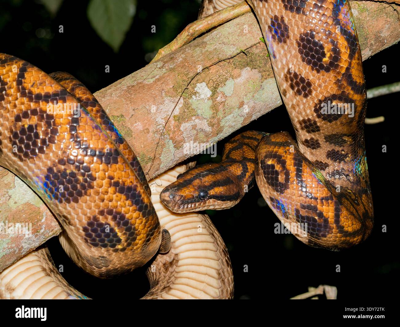 Boa arcobaleno catturato dalla guida locale sul ramo di albero nella foresta pluviale peruviana vicino al fiume Maraon Foto Stock