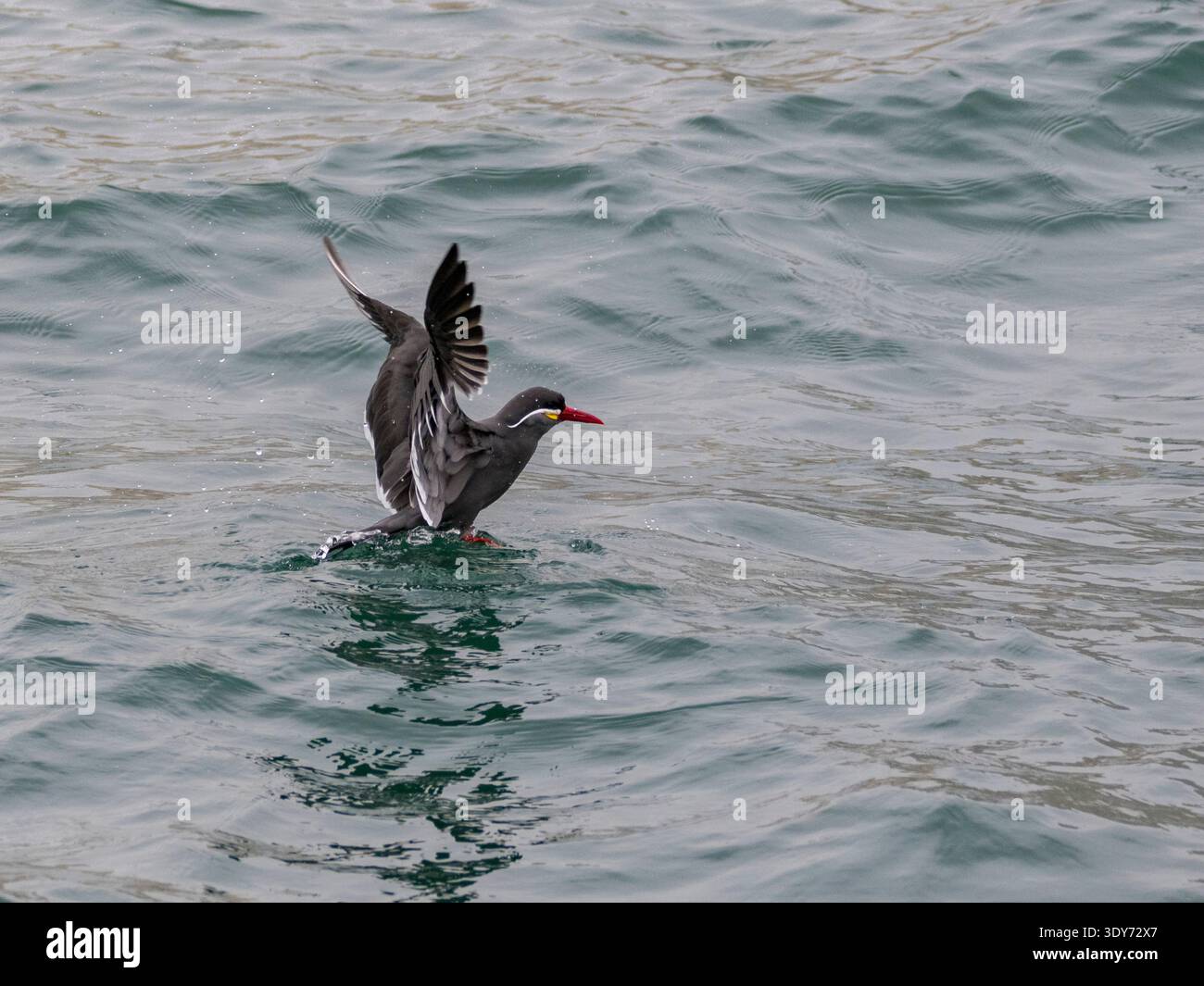 La terna inca prende il volo dall'oceano nelle isole Palomino vicino a Lima in Perù mentre le onde si tuffano sotto le sue ali Foto Stock