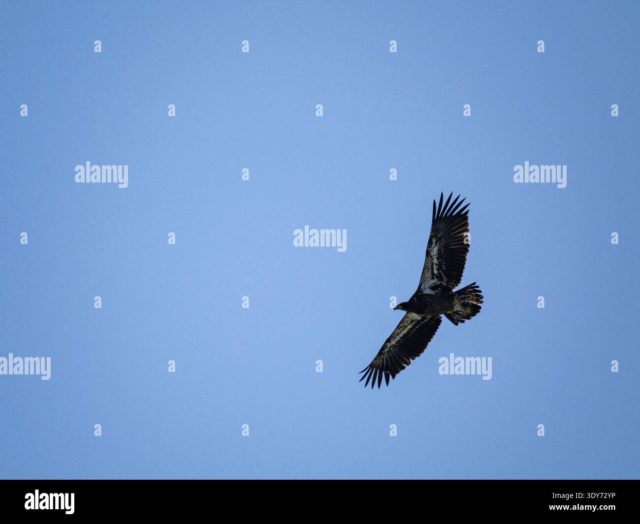 L'aquila calva giovanile prende il volo nella Hall Bay, mostrando le sue ali in Alaska e mettendo in risalto le sue abilità nel cielo Foto Stock