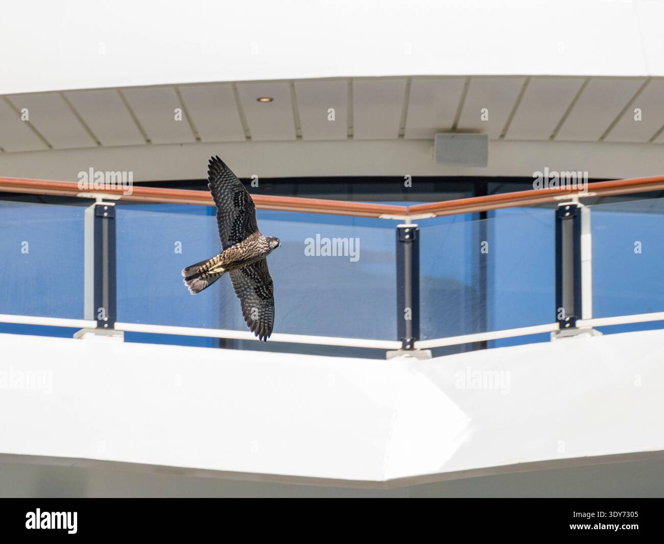 Il falco Peregrine vola vicino al National Geographic Resolution intorno all'isola di Atka in Alaska durante il giorno Foto Stock