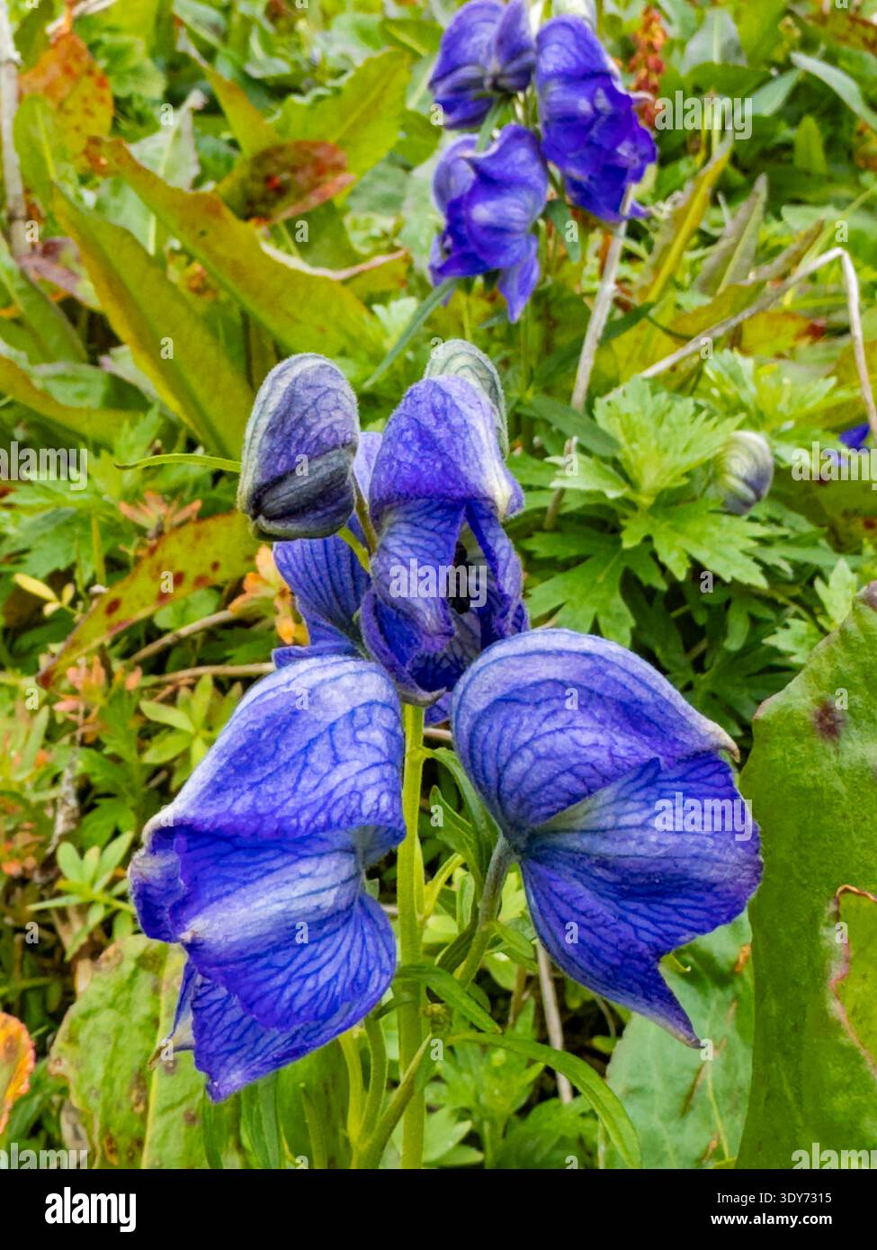I fiori di pagliaccio di Larkspurleaf fioriscono sull'isola di Amaknak durante l'estate in Alaska Foto Stock