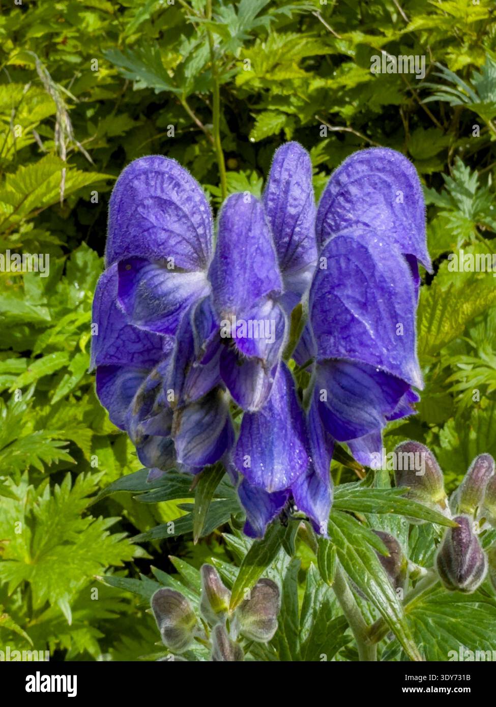I fiori di Larkspurleaf Monkshood fioriscono sotto il sole estivo sull'isola di Amaknak a Unalaska, Alaska Foto Stock