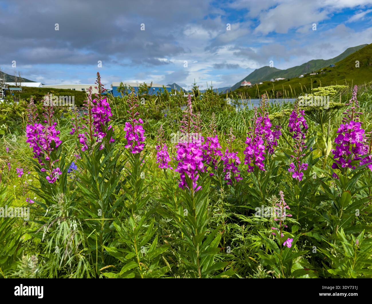 Fiori luccicanti fioriscono nel paesaggio estivo di unalaska, mostrando la bellezza della natura in alaska Foto Stock