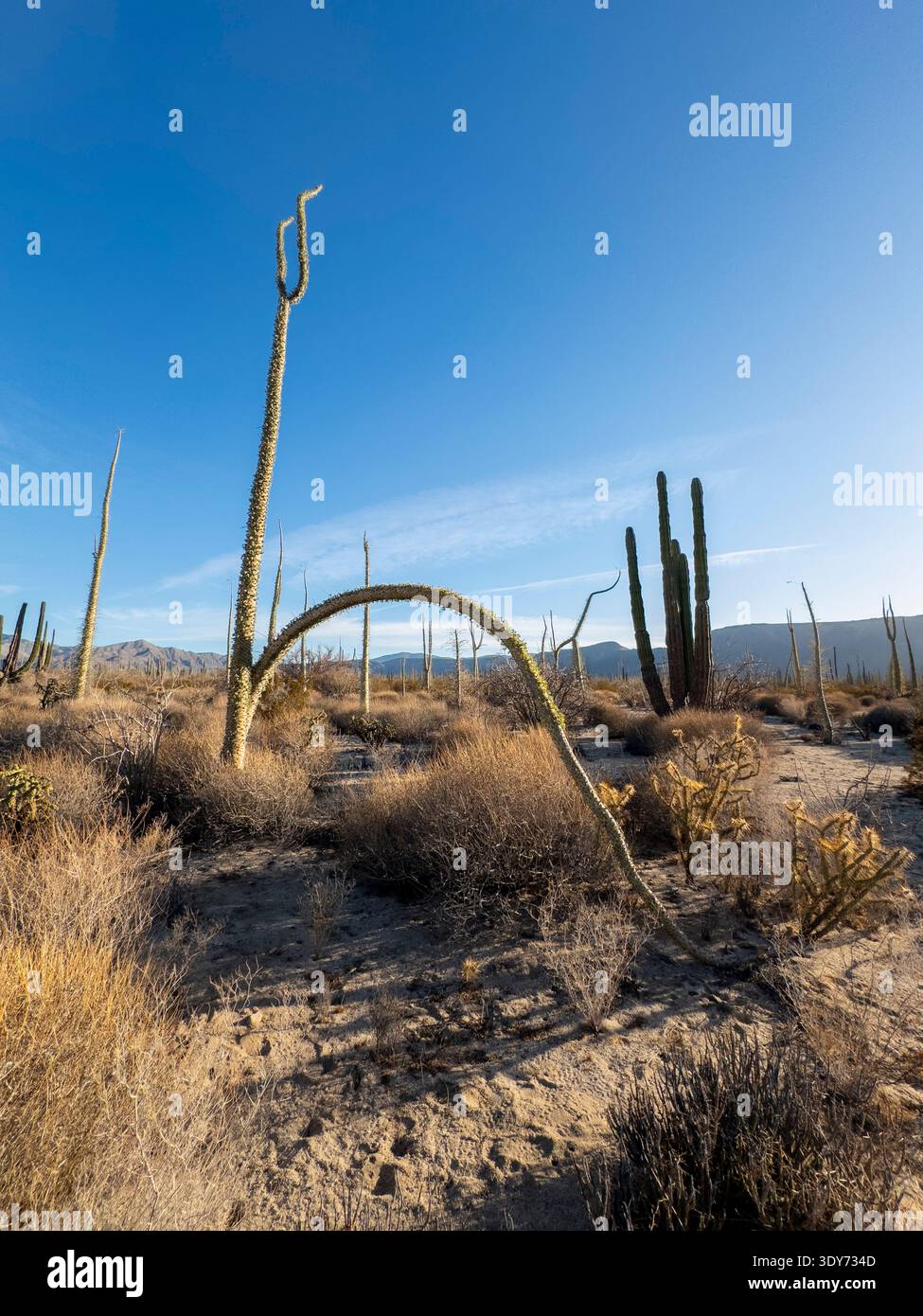 Gli alberi di Boojum si innalzano nel deserto di Sonora vicino a Baha de Los Angeles sostenendo le loro forme uniche contro il cielo blu Foto Stock