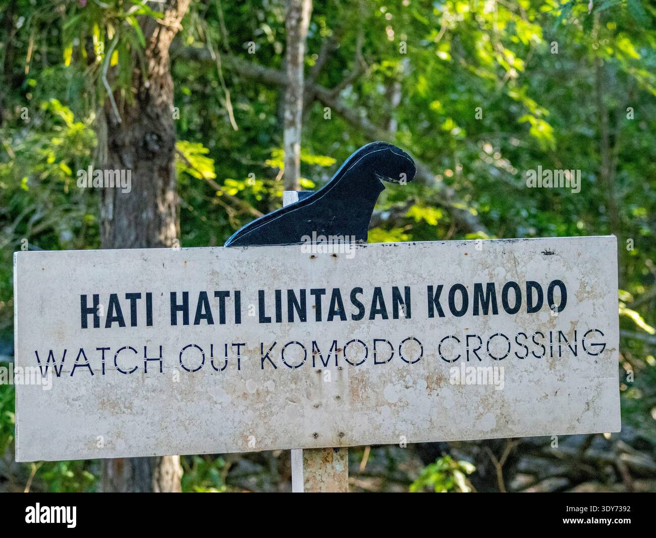Segnalate l'attraversamento del drago di Komodo sull'isola di Komodo in Indonesia per la sicurezza e la consapevolezza dei visitatori Foto Stock