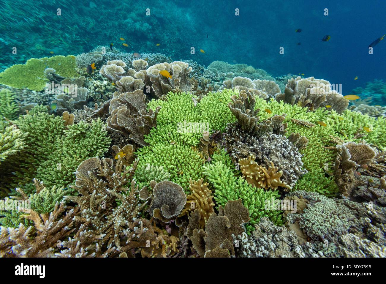 Esplora coralli morbidi e duri con pesci tropicali nelle acque cristalline al largo di Misool a Raja Ampat, Papua, Indonesia durante una giornata di sole Foto Stock