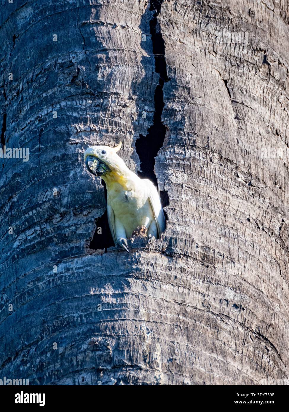 Cacatua crestato giallo forgia per il cibo in palme sull'isola di Komodo, Indonesia Foto Stock