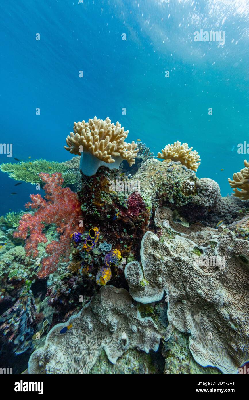 Esplorando le barriere coralline e i pesci tropicali intorno ai coralli morbidi e duri a Raja Ampat, Papua, Indonesia Foto Stock