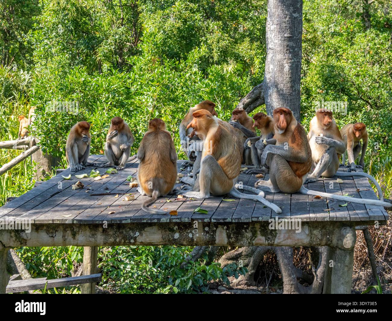 Le scimmie Proboscis (Nasalis larvatus) si nutrono in un gruppo durante il giorno a Sabah, Malesia Foto Stock