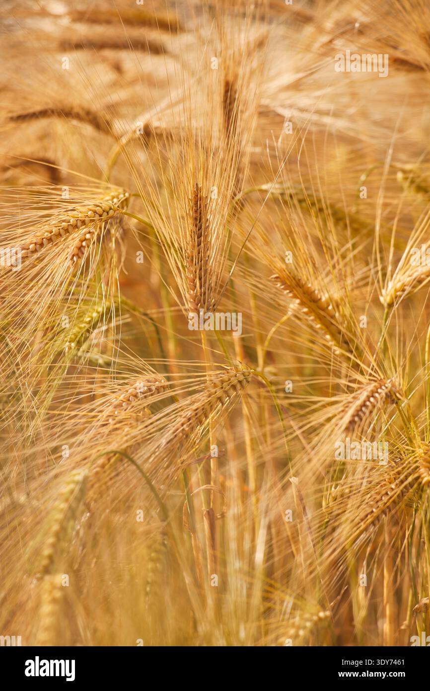 Vista ravvicinata dell'orzo quasi maturo nel campo di fine estate vicino a Teignmouth nel Devon, Regno Unito, che mostra crescita e vita agricola Foto Stock