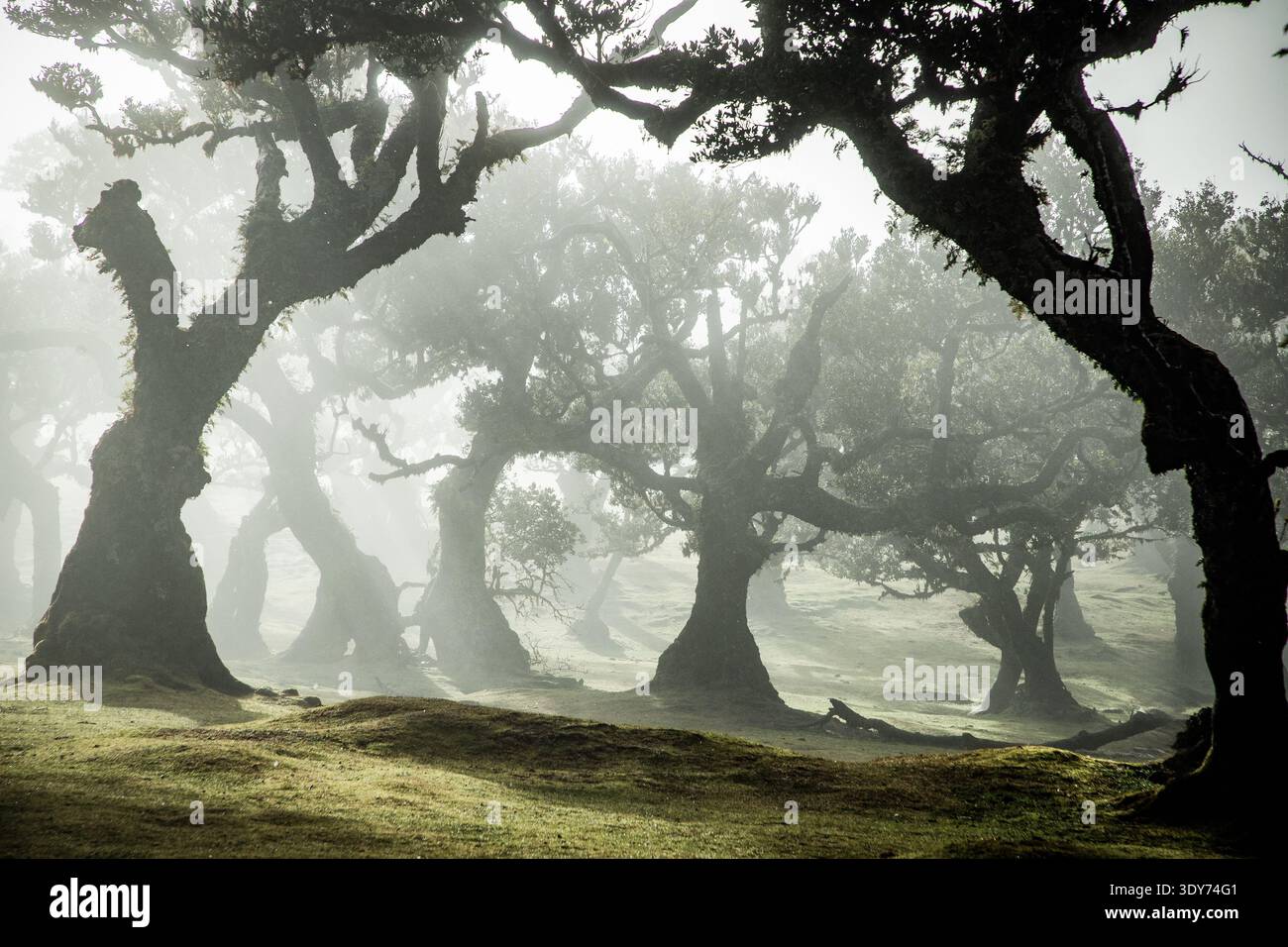 Esplorando gli alberi antichi nella nebbiosa foresta di alloro Fanal di Madeira con un ricco terreno verde Foto Stock