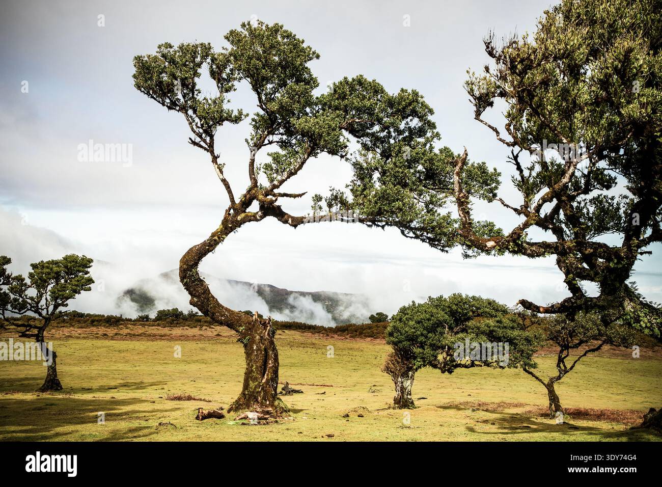 Maestosi alberi secolari si ergono alti nella foresta di alloro Fanal di Madeira, circondati da lussureggianti foglie verdi e da un paesaggio nebbioso Foto Stock